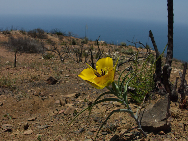 Calochortus-clavatus-yellow-mariposa-lily-Chumash-2014-06-16-IMG_4089.jpg
