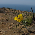 Calochortus-clavatus-yellow-mariposa-lily-Chumash-2014-06-16-IMG 4089