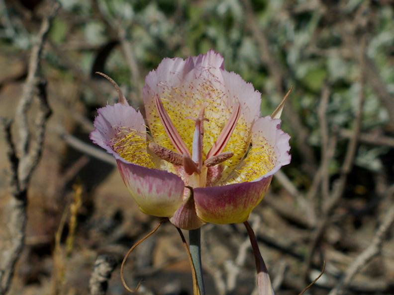 Calochortus-plummerae-pink-mariposa-lily-Chumash-2014-06-02-IMG_3885.jpg