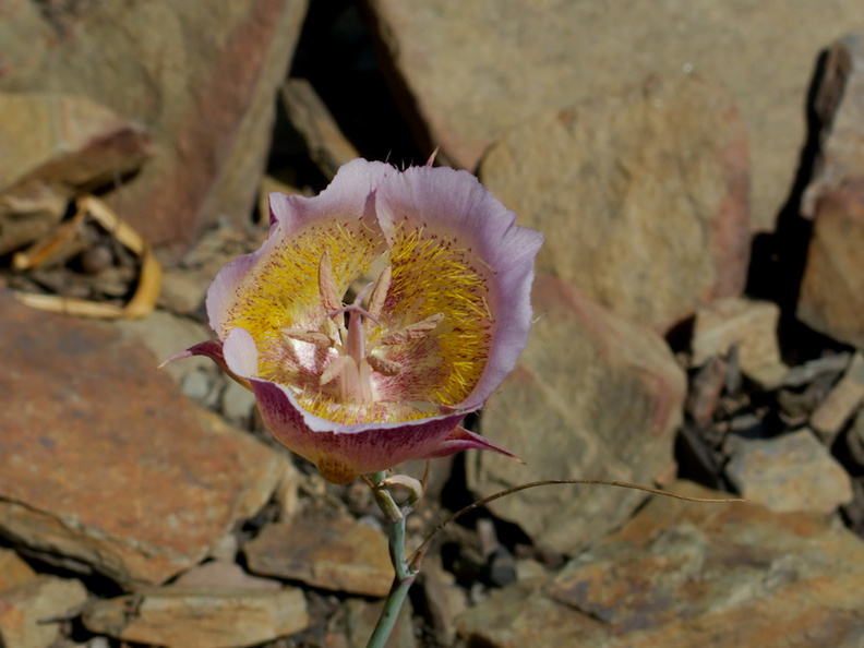 Calochortus-plummerae-pink-mariposa-lily-Chumash-2014-06-02-IMG_3947.jpg