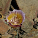 Calochortus-plummerae-pink-mariposa-lily-Chumash-2014-06-02-IMG 3947