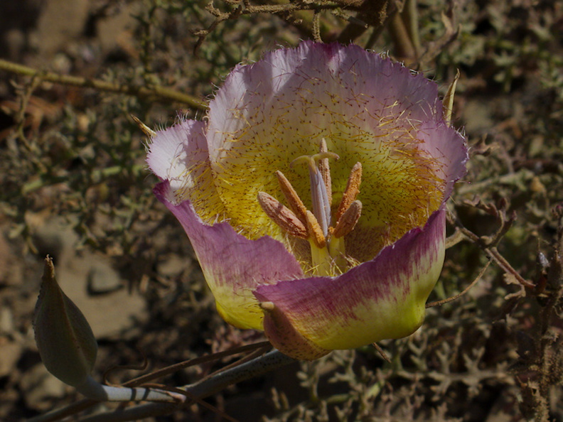 Calochortus-plummerae-pink-mariposa-lily-Chumash-2014-06-16-IMG_4023.jpg