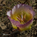 Calochortus-plummerae-pink-mariposa-lily-Chumash-2014-06-16-IMG 4023