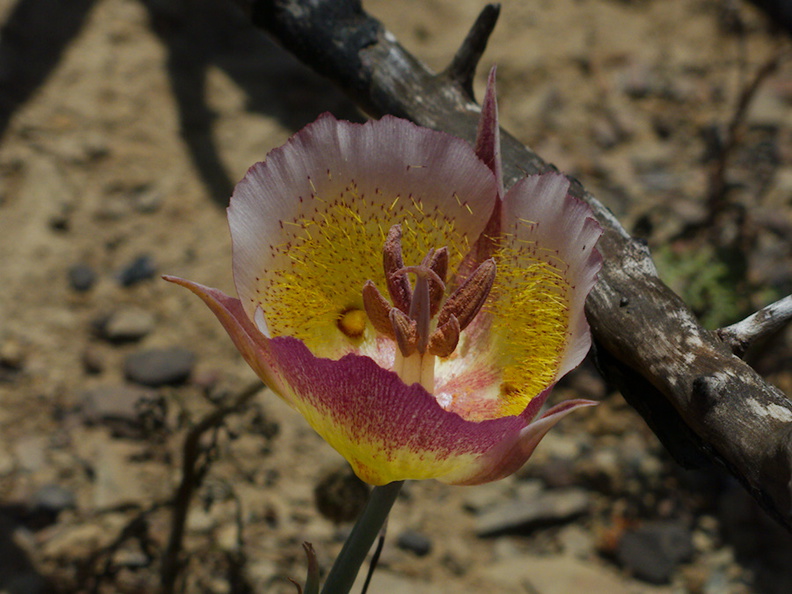 Calochortus-plummerae-pink-mariposa-lily-Chumash-2014-06-16-IMG_4075.jpg