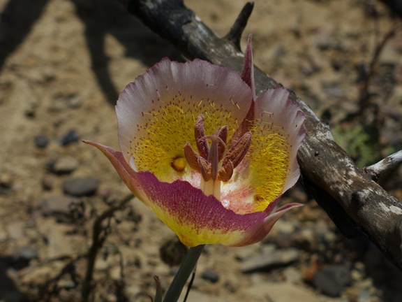 Calochortus-plummerae-pink-mariposa-lily-Chumash-2014-06-16-IMG 4075