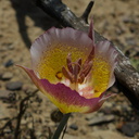 Calochortus-plummerae-pink-mariposa-lily-Chumash-2014-06-16-IMG 4075