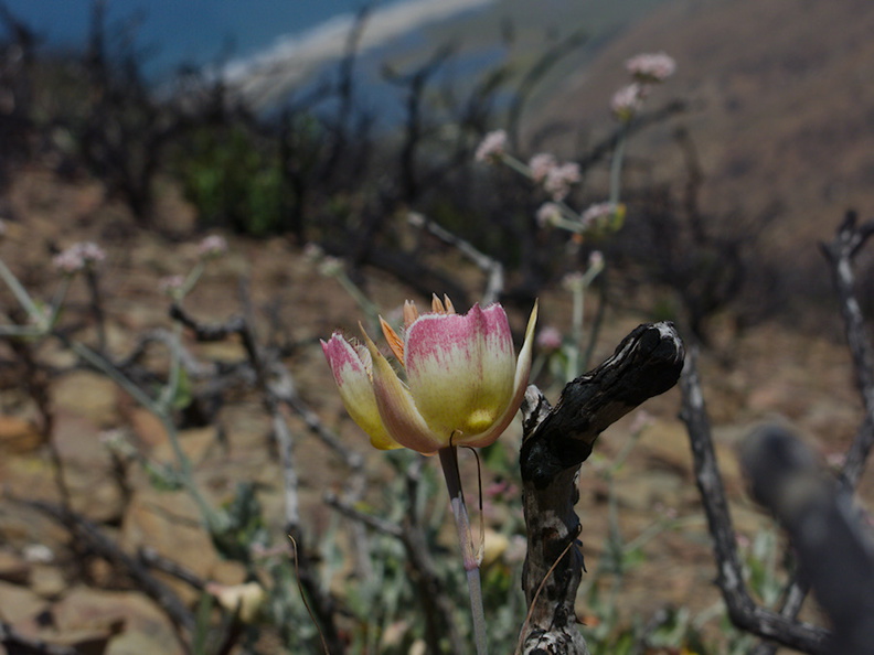 Calochortus-plummerae-pink-mariposa-lily-Chumash-2014-06-16-IMG_4082.jpg