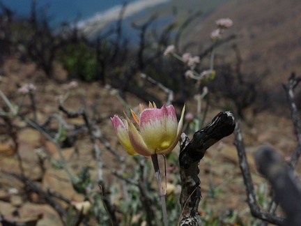 Calochortus-plummerae-pink-mariposa-lily-Chumash-2014-06-16-IMG 4082