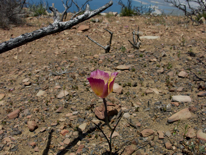Calochortus-plummerae-pink-mariposa-lily-Chumash-2014-06-16-IMG_4090.jpg