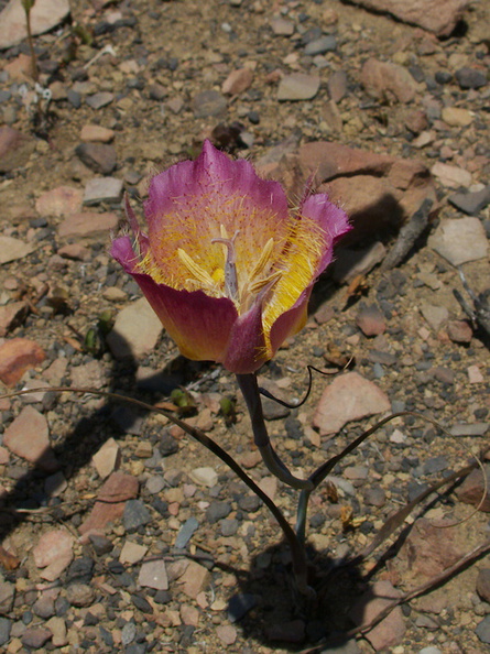 Calochortus-plummerae-pink-mariposa-lily-Chumash-2014-06-16-IMG 4092