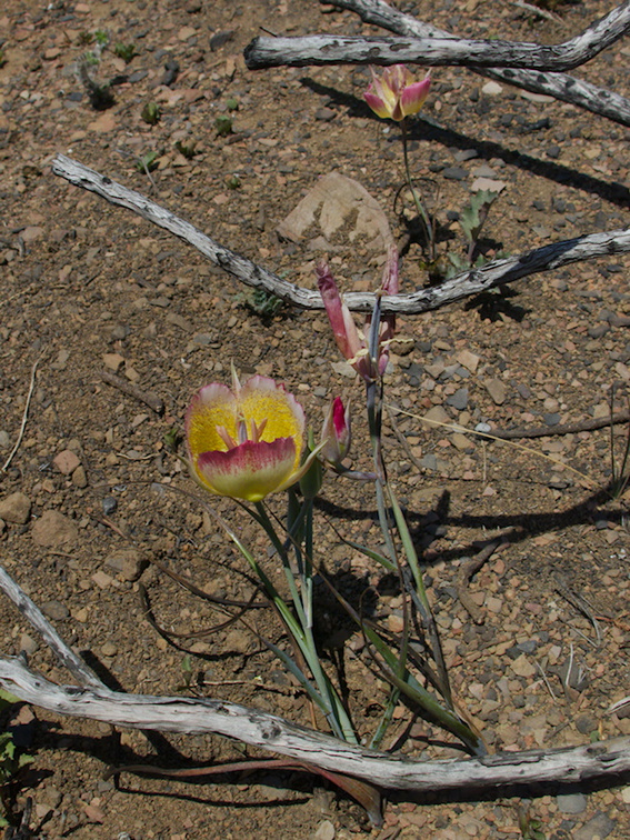 Calochortus-plummerae-pink-mariposa-lily-Chumash-2014-06-16-IMG 4094