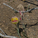 Calochortus-plummerae-pink-mariposa-lily-Chumash-2014-06-16-IMG 4094
