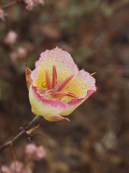 Calochortus-plummerae-pink-mariposa-lily-Chumash-2015-06-15-IMG_0936.jpg