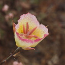 Calochortus-plummerae-pink-mariposa-lily-Chumash-2015-06-15-IMG 0936