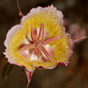 Calochortus-plummerae-pink-mariposa-lily-Chumash-2015-06-15-IMG 0941