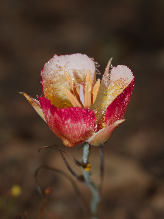 Calochortus-plummerae-pink-mariposa-lily-Chumash-2015-06-15-IMG 0970