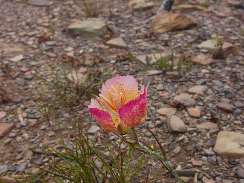 Calochortus-plummerae-pink-mariposa-lily-Chumash-2015-06-15-IMG_5089.jpg