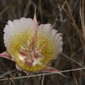 Calochortus-plummerae-pink-mariposa-lily-Pt-Mugu-2010-06-16-IMG_1219.jpg
