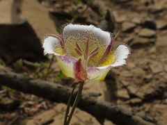Calochortus-plummerae-pink-mariposa-lily-whitish-variant-Chumash-2014-06-16-IMG 4047