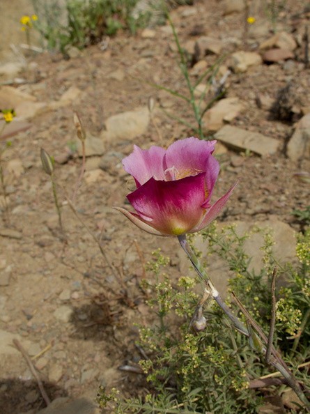 Calochortus-plummerae-red-variant-pink-mariposa-lily-Chumash-2014-06-16-IMG 4035