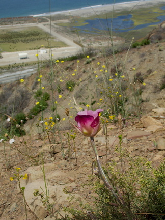 Calochortus-plummerae-red-variant-pink-mariposa-lily-Chumash-2014-06-16-IMG 4039
