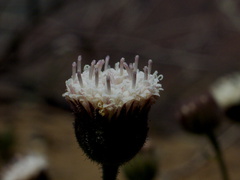 Chaenactis-artemisiifolia-Chumash-2014-06-02-IMG 3983