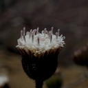 Chaenactis-artemisiifolia-Chumash-2014-06-02-IMG 3983