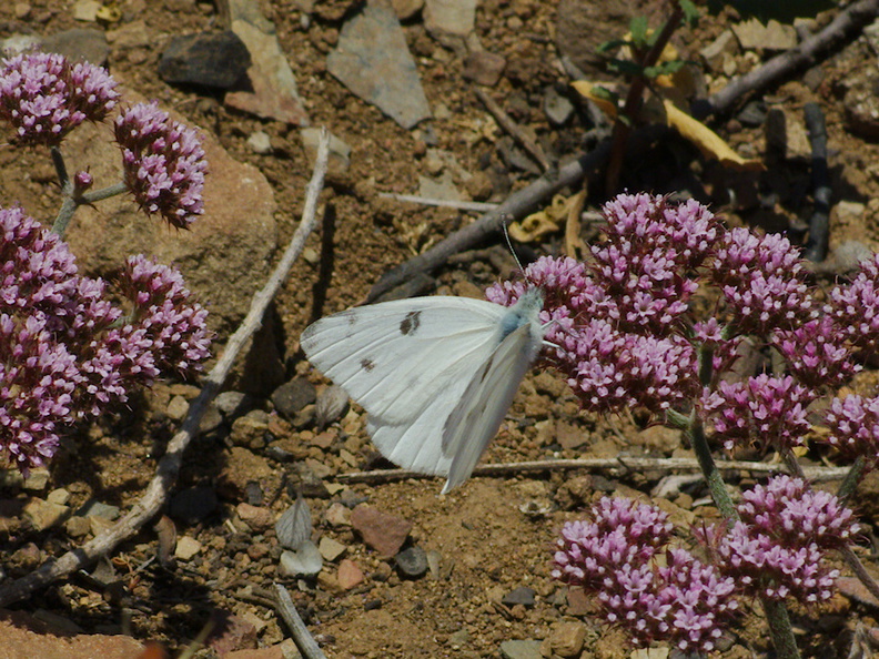 Chorizanthe-staticoides-Turkish-rugging-with-Pieris-cabbage-butterflyChumash-2014-06-02-IMG_3956.jpg