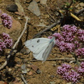 Chorizanthe-staticoides-Turkish-rugging-with-Pieris-cabbage-butterflyChumash-2014-06-02-IMG 3956