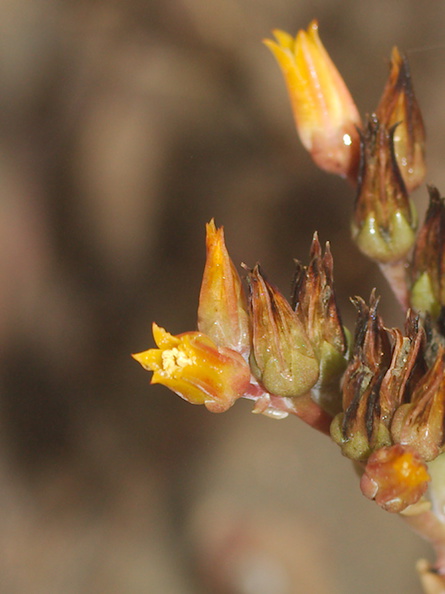 Dudleya-lanceolata-flowering-Chumash-2015-06-15-IMG_0956.jpg
