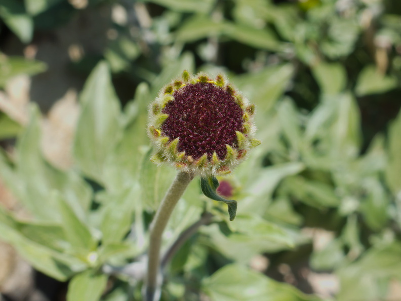 Encelia-californica-bush-sunflower-Chumash-2014-06-16-IMG_4107.jpg
