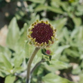 Encelia-californica-bush-sunflower-Chumash-2014-06-16-IMG 4107