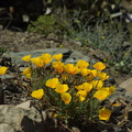 Eschscholtzia-californica-California-poppy-in-full-yellow-bloom-Chumash-2014-06-16-IMG 4067