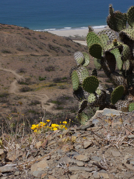Eschscholtzia-californica-California-poppy-in-full-yellow-bloom-Chumash-2014-06-16-IMG_4070.jpg