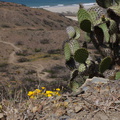 Eschscholtzia-californica-California-poppy-in-full-yellow-bloom-Chumash-2014-06-16-IMG 4070