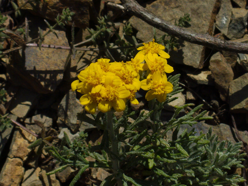Hemizonia-sp-minthornii-Santa-Susana-tarweed-Chumash-2014-06-02-IMG_3976.jpg
