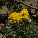 Hemizonia-sp-minthornii-Santa-Susana-tarweed-Chumash-2014-06-02-IMG 3976