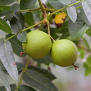 Juglans-californica-walnut-young-fruits-Serrano-Canyon-Pt-Mugu-2012-06-04-IMG 5153