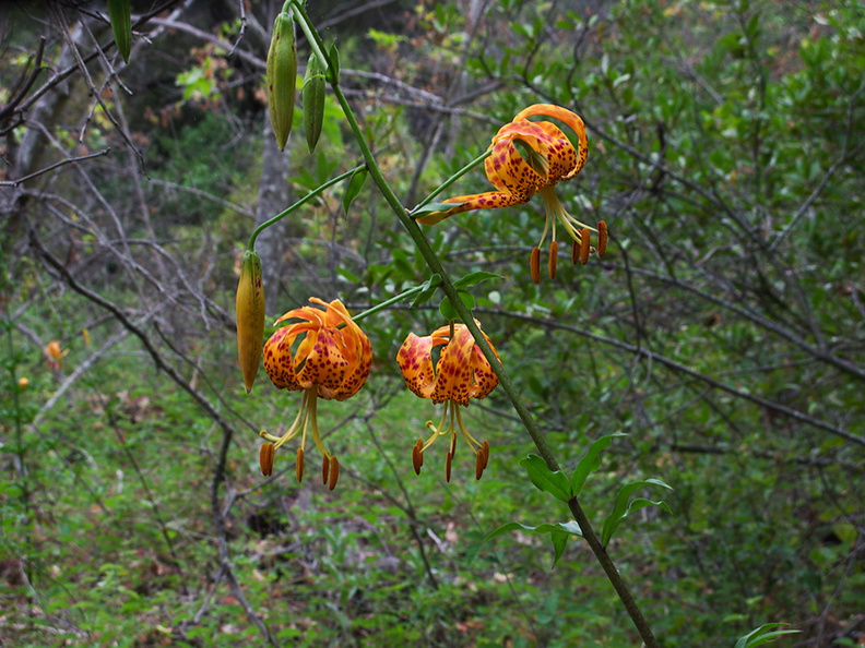 Lilium-humboldtii-Humboldt-lily-Serrano-Canyon-Pt-Mugu-2012-06-04-IMG_1931.jpg