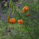 Lilium-humboldtii-Humboldt-lily-Serrano-Canyon-Pt-Mugu-2012-06-04-IMG 1931