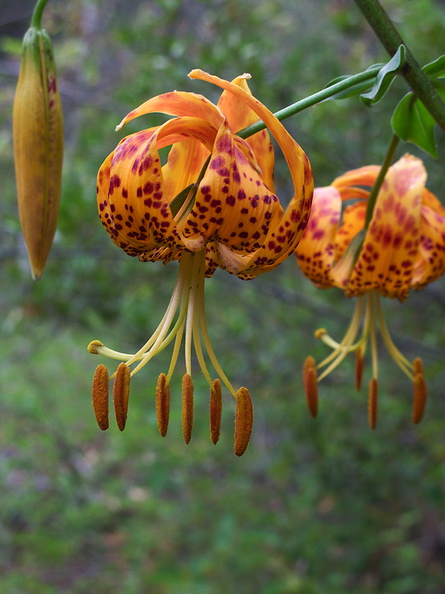 Lilium-humboldtii-Humboldt-lily-Serrano-Canyon-Pt-Mugu-2012-06-04-IMG_1933.jpg