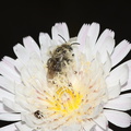 Malacothrix-saxatilis-cliff-aster-with-pollinator-Serrano-Canyon-Pt-Mugu-2012-06-04-IMG 5150