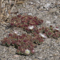 Mesembryanthemum-crystallinum-crystalline-ice-plant-roadside-Pt-Mugu-2012-06-12-IMG_2059.jpg