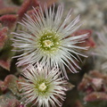 Mesembryanthemum-crystallinum-crystalline-ice-plant-roadside-Pt-Mugu-2012-06-12-IMG_5361.jpg