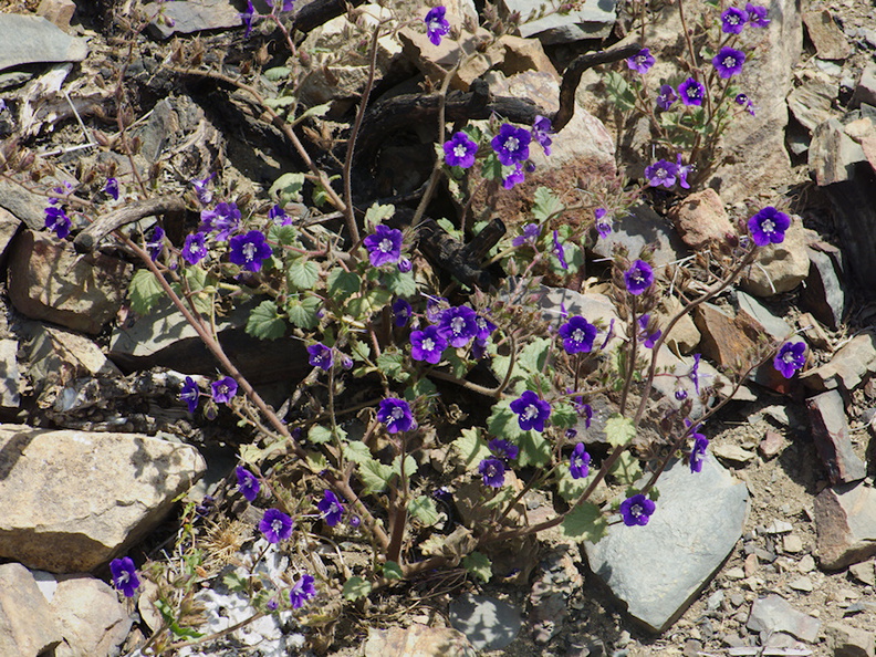 Phacelia-grandiflora-Chumash-2014-06-02-IMG_3933.jpg