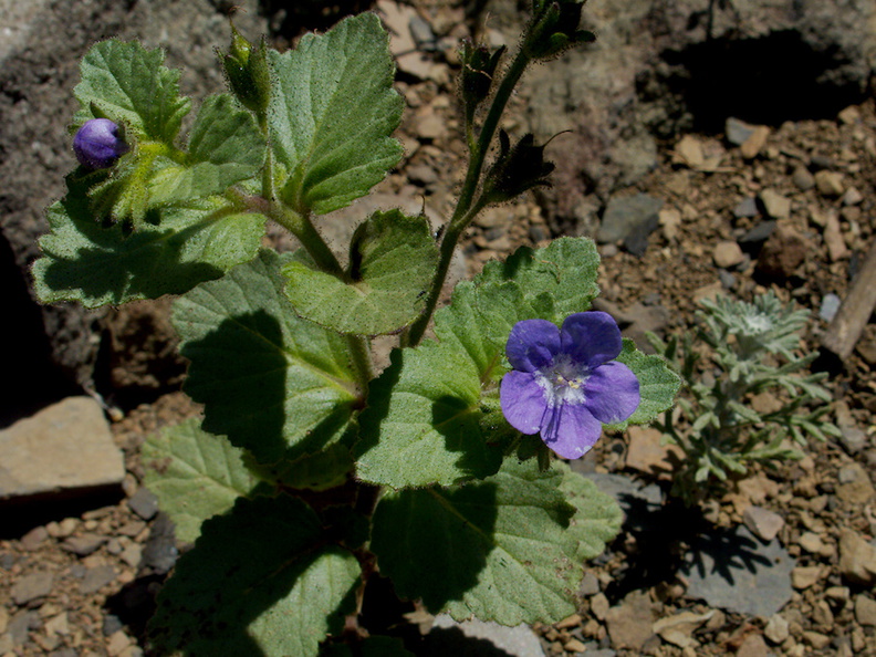 Phacelia-grandiflora-Chumash-2014-06-02-IMG 3991