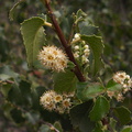Prunus-ilicifolia-holly-leaved-cherry-Pt.Mugu-2012-06-14-IMG_2133.jpg