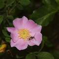 Rosa-californica-California-wild-rose-Serrano-Canyon-Pt-Mugu-2012-06-04-IMG_5111.jpg