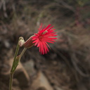 Silene-laciniata-fringed-Indian-pink-Pt.Mugu-2012-06-14-IMG 2102