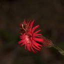 Silene-laciniata-fringed-Indian-pink-flower-detail-Pt-Mugu-2010-06-29-IMG 1318